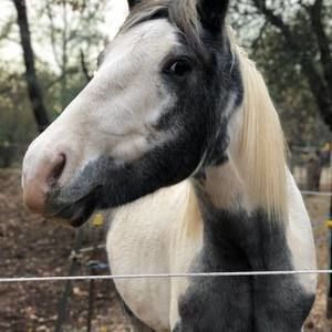 Meet your Posher, Paulette